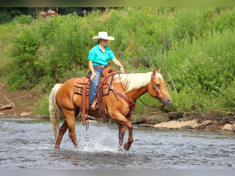 American Quarter Horse Mare 9 years 15 hh Palomino in Clarion, PA