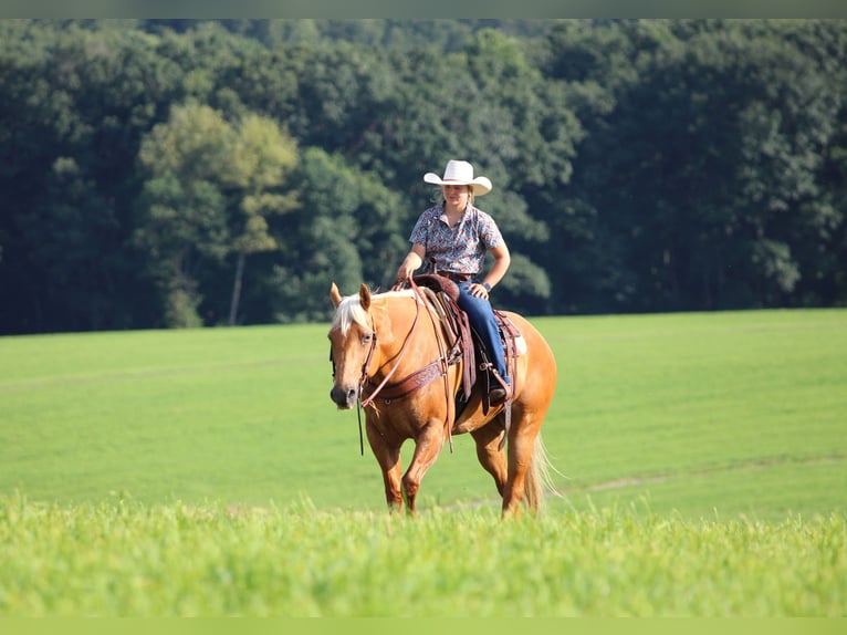 American Quarter Horse Mare 9 years 15 hh Palomino in Clarion, PA