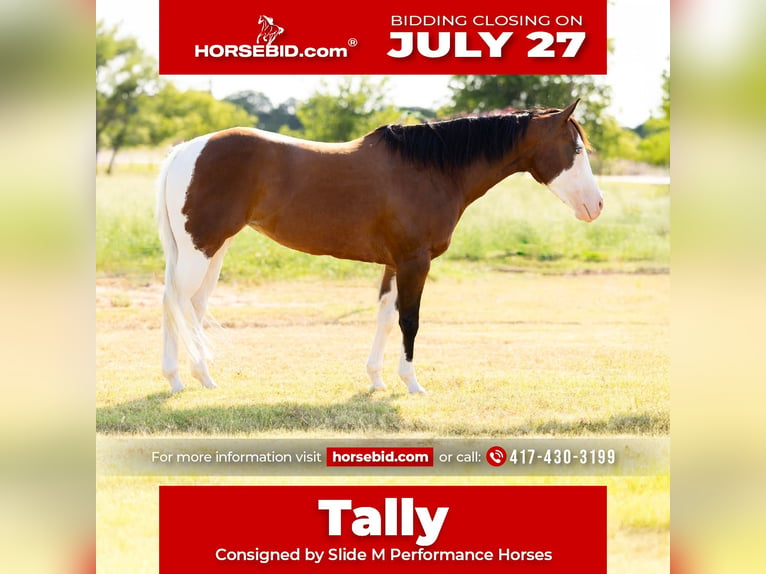American Quarter Horse Mix Mare 9 years 15 hh Pinto in Dublin