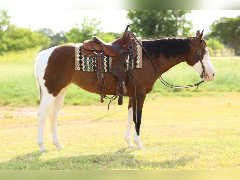 American Quarter Horse Mix Mare 9 years 15 hh Pinto in Dublin