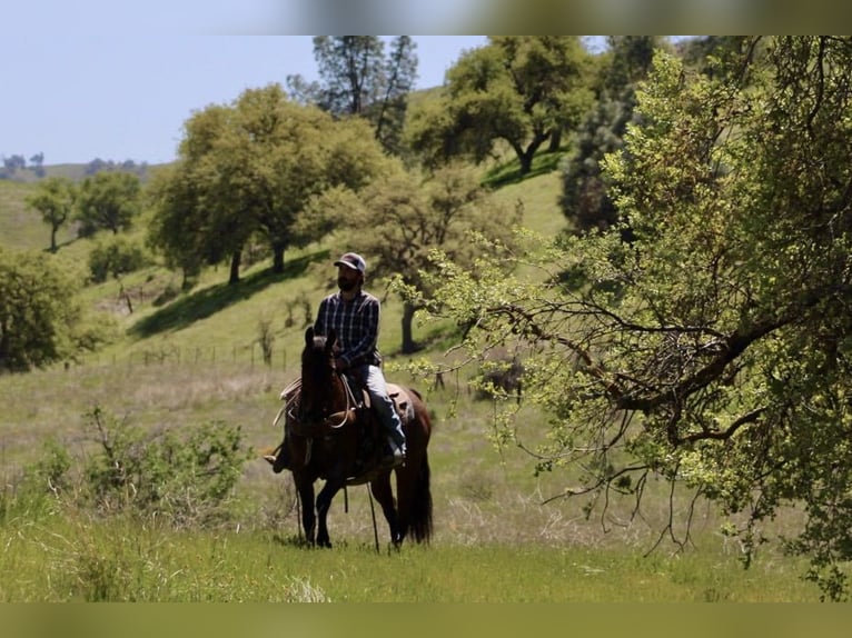 American Quarter Horse Mare 9 years 15 hh Roan-Bay in Paicines CA