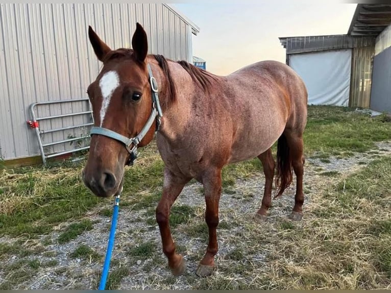 American Quarter Horse Mare 9 years 15 hh Roan-Red in Bellefonte, PA