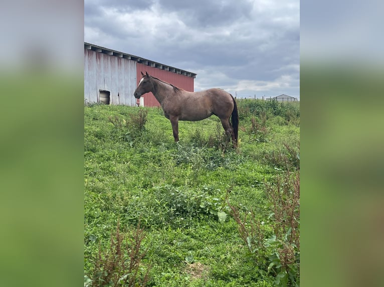 American Quarter Horse Mare 9 years 15 hh Roan-Red in Bellefonte, PA