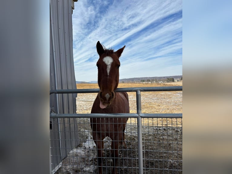 American Quarter Horse Mare 9 years 15 hh Roan-Red in Bellefonte, PA