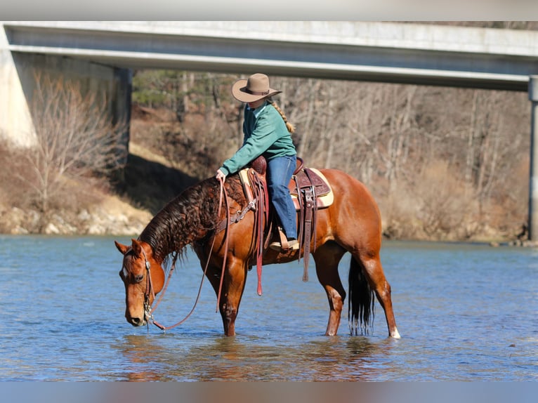 American Quarter Horse Mare 9 years 15 hh Sorrel in Clarion