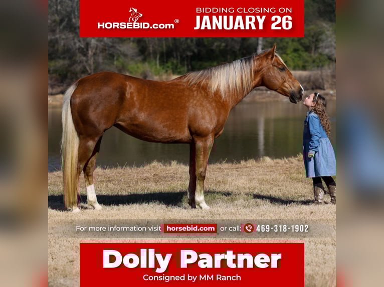 American Quarter Horse Mare 9 years 15,1 hh Palomino in Forney