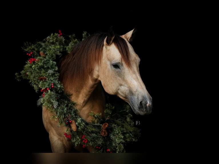 American Quarter Horse Mare 9 years 15,2 hh Buckskin in Terrell