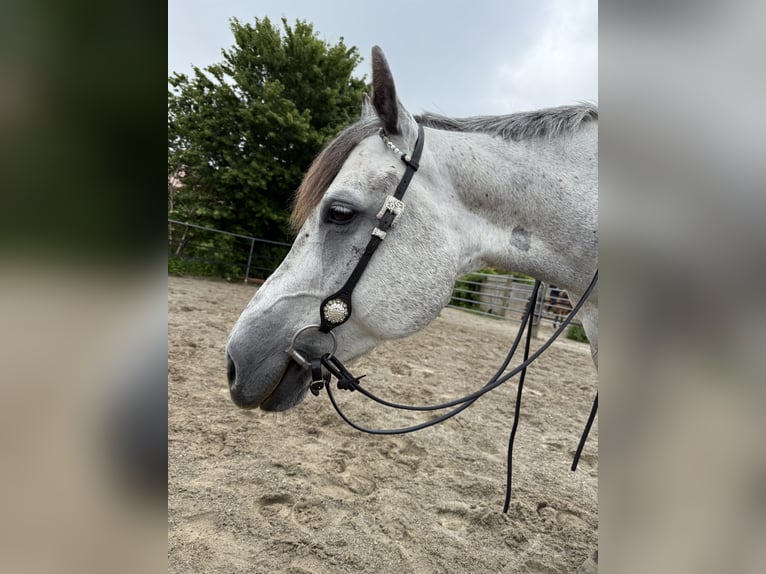 American Quarter Horse Mare 9 years 15,2 hh Gray-Dapple in Pfronstetten