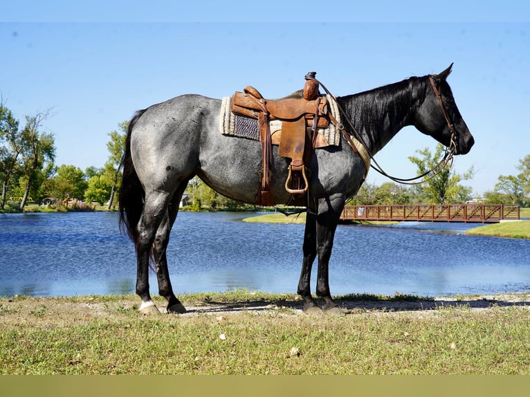 American Quarter Horse Mare 9 years 15,2 hh Roan-Blue in Corsica, SD