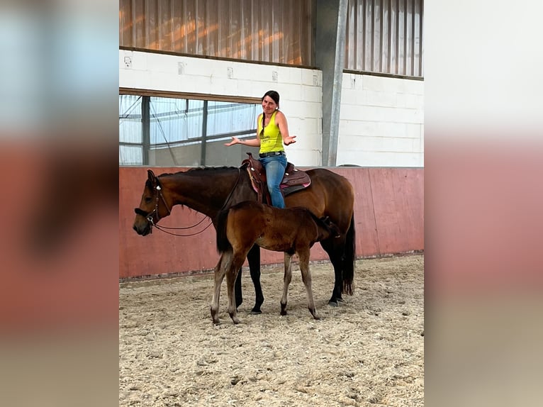 American Quarter Horse Mare 9 years 16 hh Brown in WedemarkWedemark