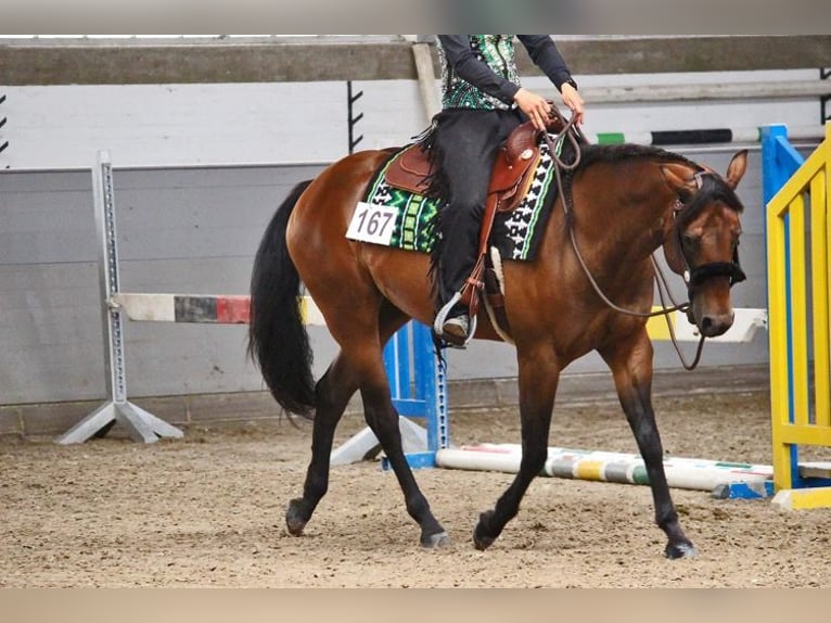 American Quarter Horse Mare 9 years 16 hh Brown in WedemarkWedemark