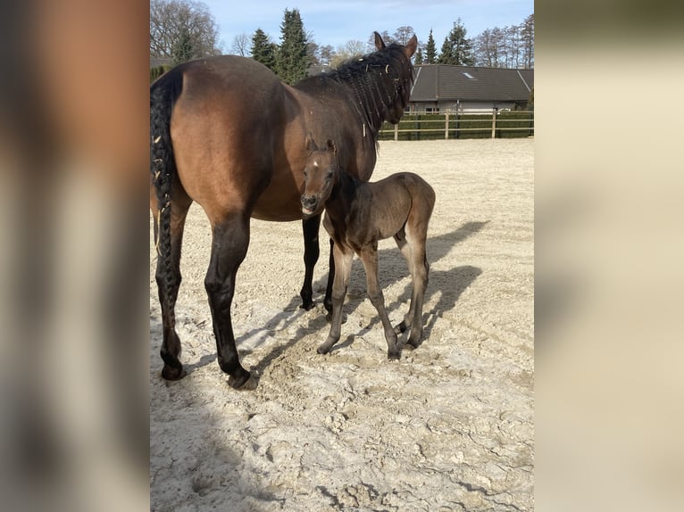 American Quarter Horse Mare 9 years 16 hh Brown in WedemarkWedemark