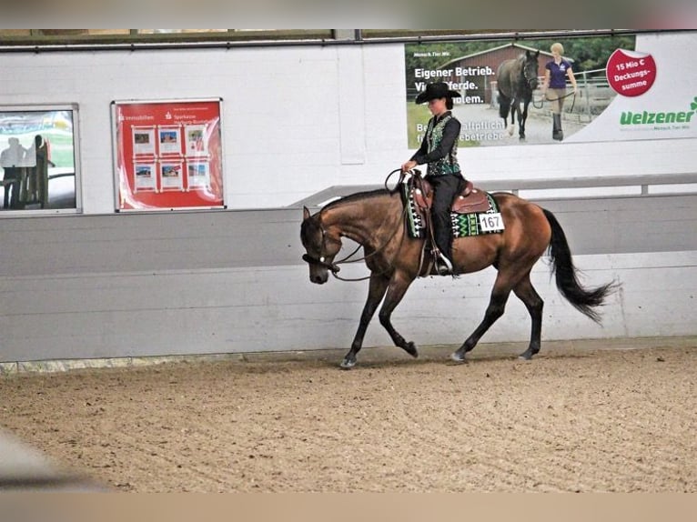American Quarter Horse Mare 9 years 16 hh Brown in WedemarkWedemark