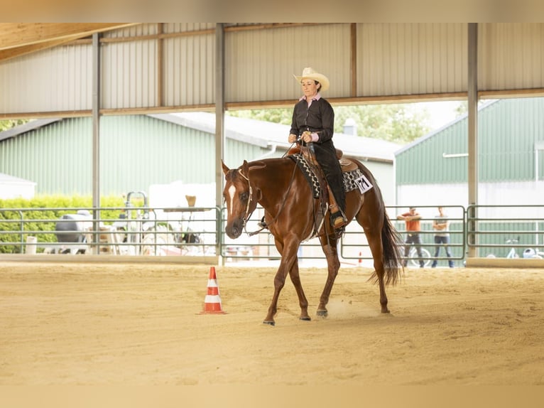 American Quarter Horse Mare 9 years 16 hh Chestnut-Red in Rheinbach