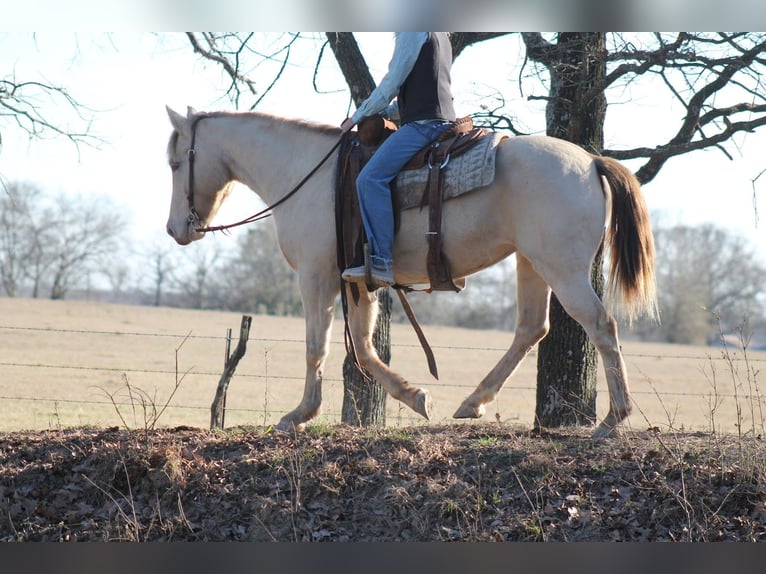 American Quarter Horse Mare 9 years Champagne in Plano