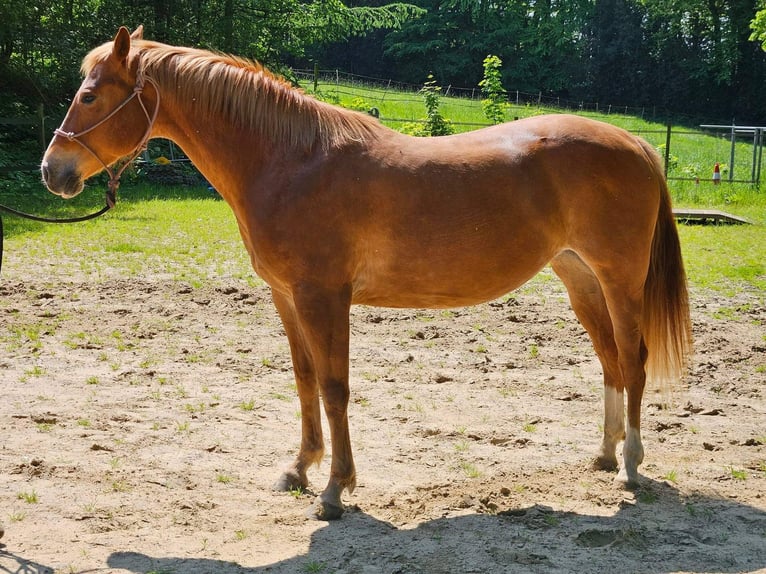 American Quarter Horse Mare 9 years Chestnut-Red in Sprockhövel