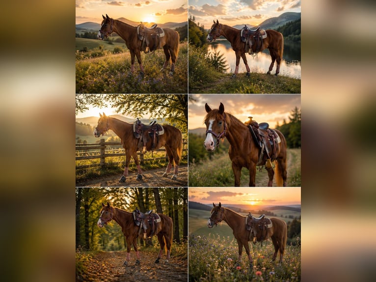 American Quarter Horse Mare 9 years Chestnut-Red in Steinen