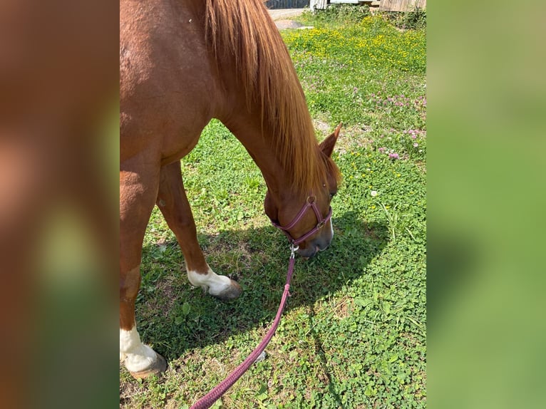American Quarter Horse Mare 9 years Chestnut-Red in Steinen