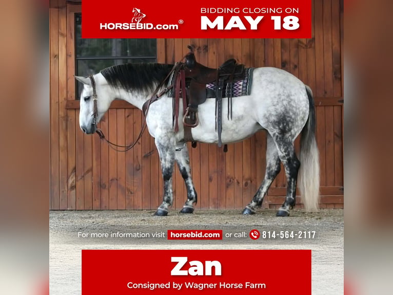 American Quarter Horse Mare 9 years Grey-Dapple in Clarion