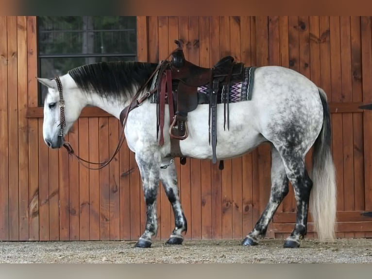 American Quarter Horse Mare 9 years Grey-Dapple in Clarion