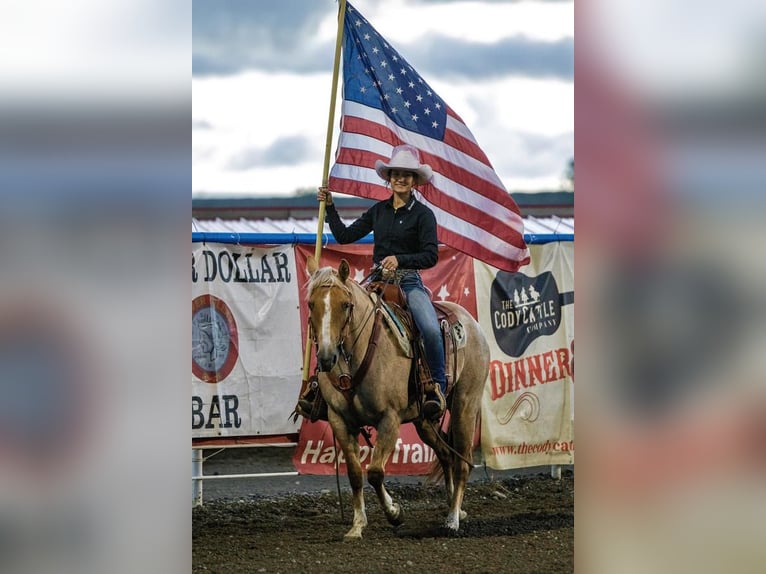 American Quarter Horse Mare 9 years Palomino in Cody, WY