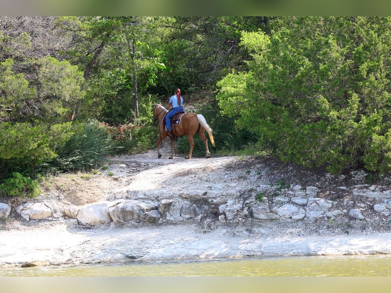 American Quarter Horse Mare 9 years Palomino in Forney