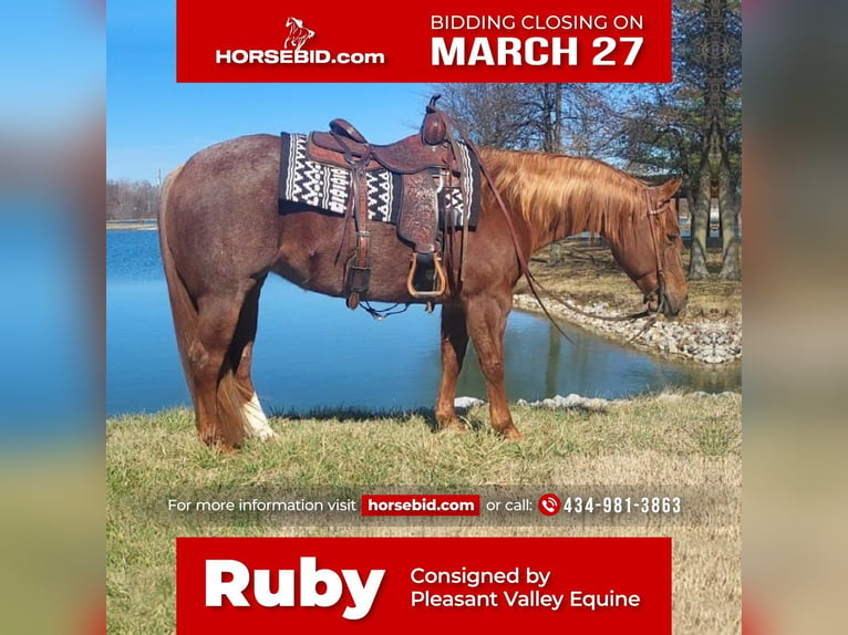 American Quarter Horse Mare 9 years Roan-Red in Robards, KY