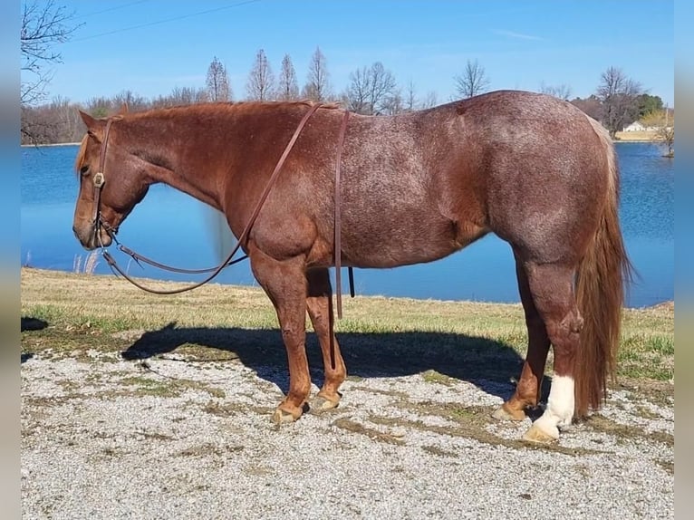 American Quarter Horse Mare 9 years Roan-Red in Robards, KY