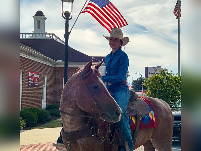 American Quarter Horse Mare 9 years Roan-Red in Dennison IL