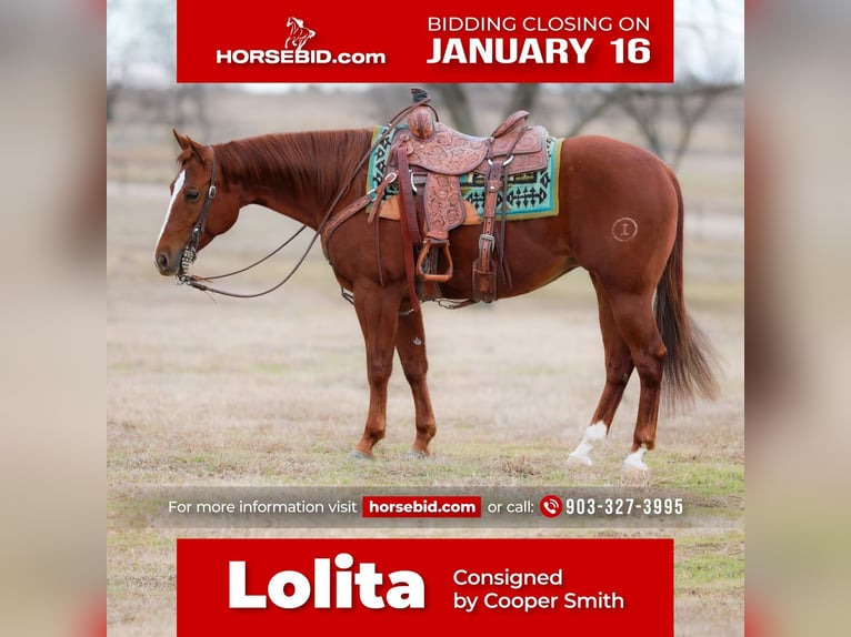 American Quarter Horse Mare 9 years Sorrel in Whitesboro, TX