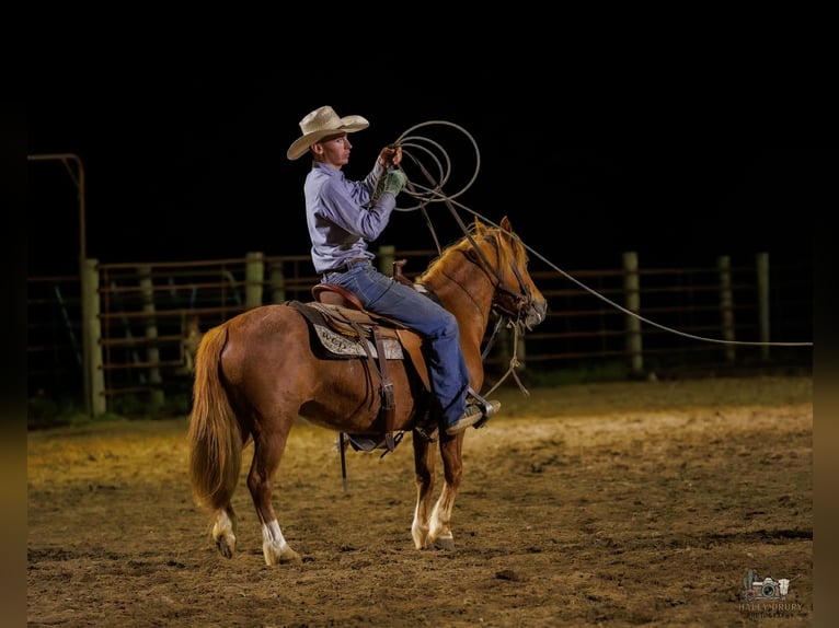 American Quarter Horse Mix Mare 9 years Sorrel in Auburn