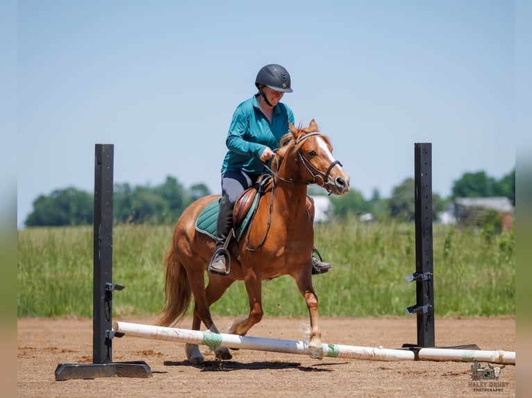 American Quarter Horse Mix Mare 9 years Sorrel in Auburn