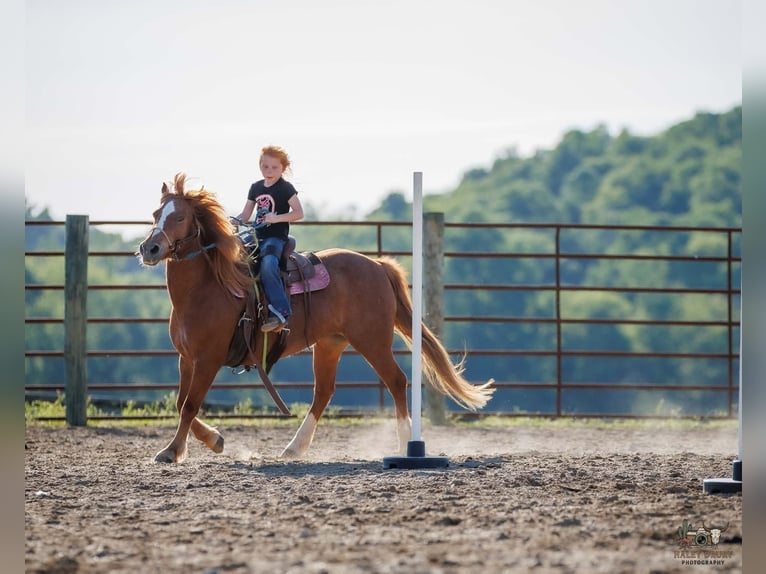 American Quarter Horse Mix Mare 9 years Sorrel in Auburn