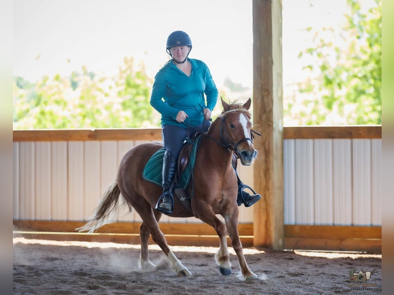 American Quarter Horse Mix Mare 9 years Sorrel in Auburn