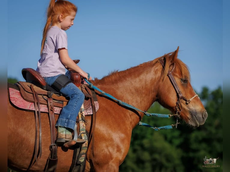 American Quarter Horse Mix Mare 9 years Sorrel in Auburn