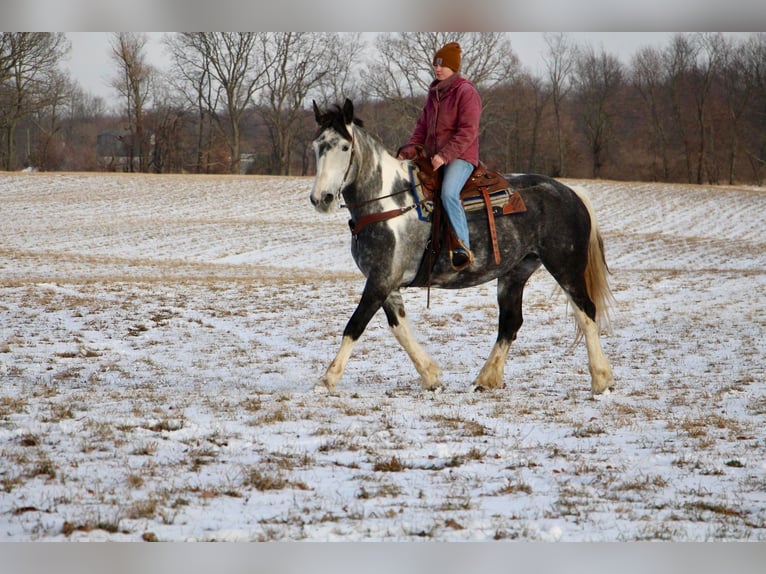 American Quarter Horse Mare 9 years Tobiano-all-colors in Highland MI