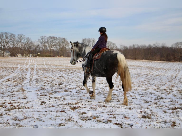American Quarter Horse Mare 9 years Tobiano-all-colors in Highland MI