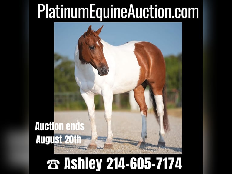 American Quarter Horse Mare 9 years Tobiano-all-colors in Weatherford TX
