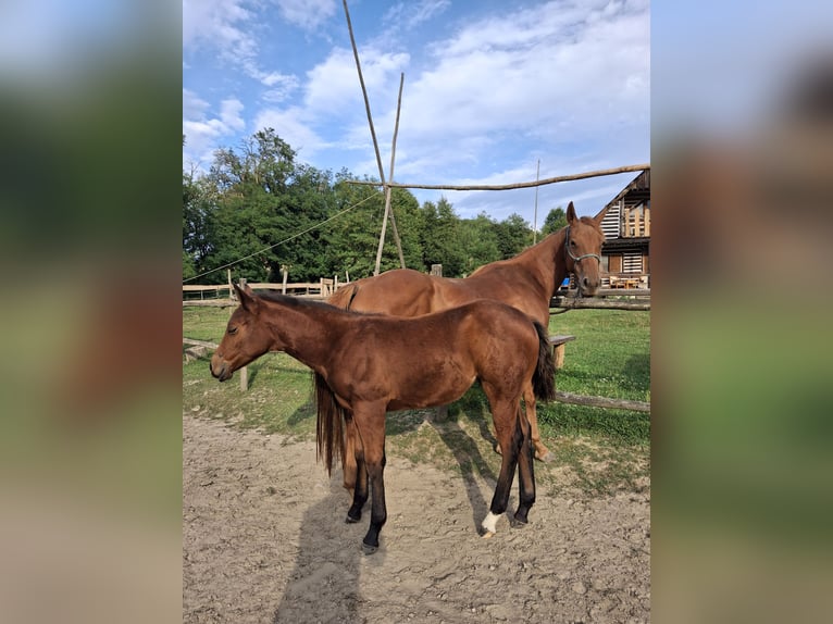 American Quarter Horse Mare Foal (05/2025) 11,2 hh Bay in Bakonyb&#xE9;l