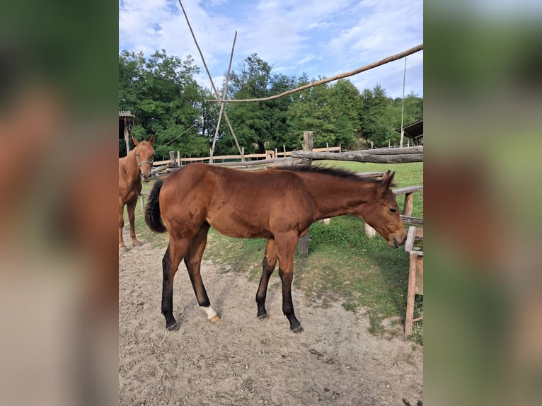 American Quarter Horse Mare Foal (05/2025) 11,2 hh Bay in Bakonyb&#xE9;l