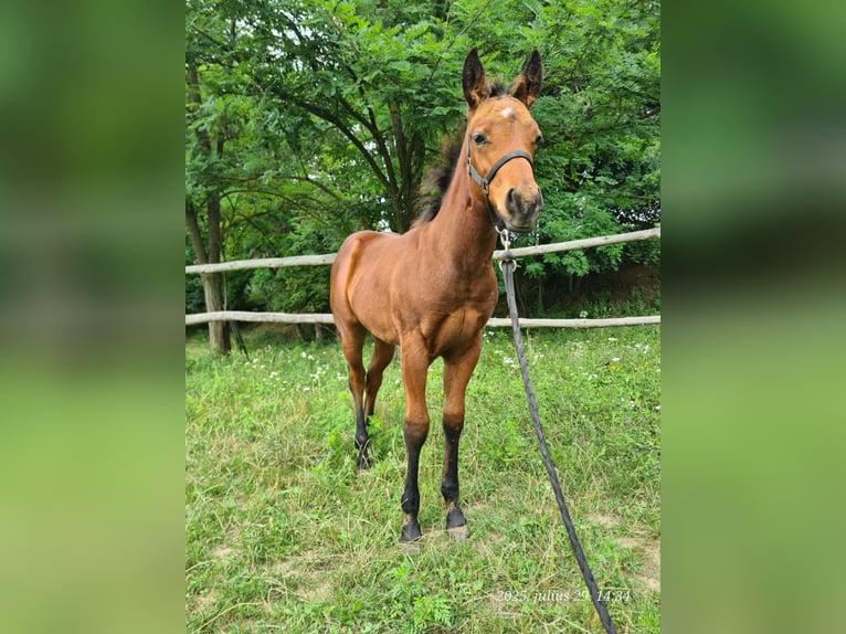 American Quarter Horse Mare Foal (05/2025) 11,2 hh Bay in Bakonyb&#xE9;l