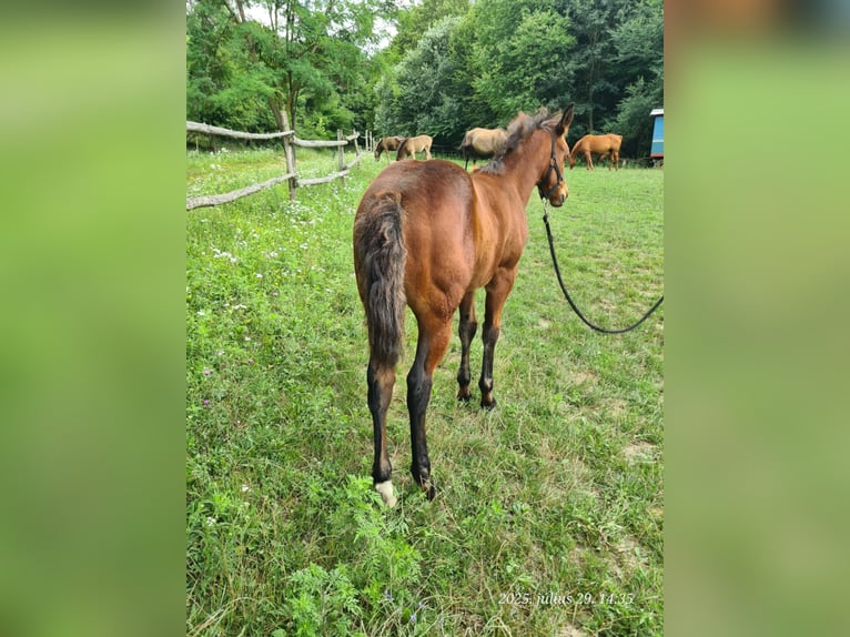 American Quarter Horse Mare Foal (05/2025) 11,2 hh Bay in Bakonyb&#xE9;l