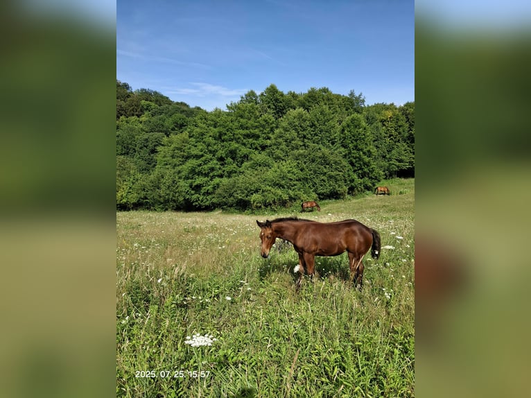 American Quarter Horse Mare Foal (05/2025) 11,2 hh Bay in Bakonyb&#xE9;l