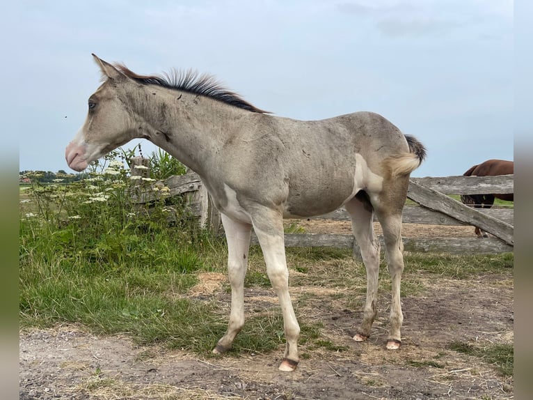 American Quarter Horse Mare Foal (05/2024) 14,1 hh Buckskin in Starnmeer