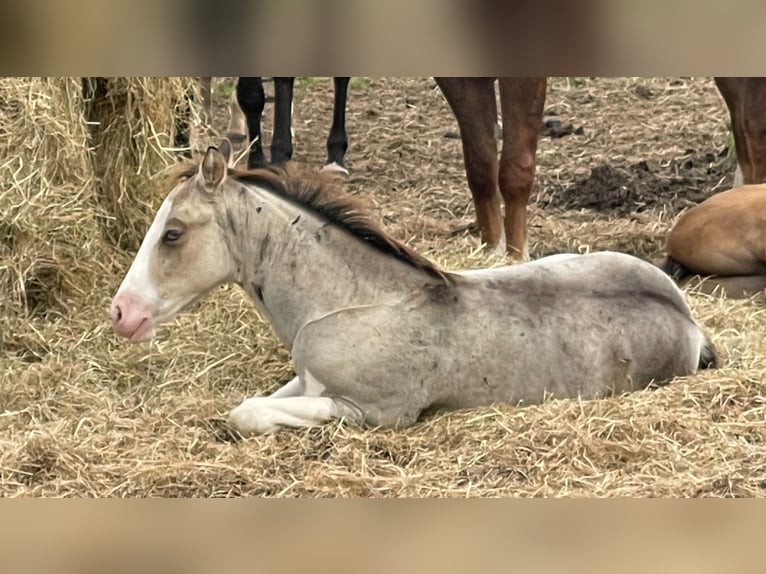 American Quarter Horse Mare Foal (05/2024) 14,1 hh Buckskin in Starnmeer