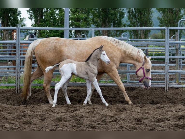 American Quarter Horse Mare Foal (05/2024) 14,1 hh Buckskin in Starnmeer