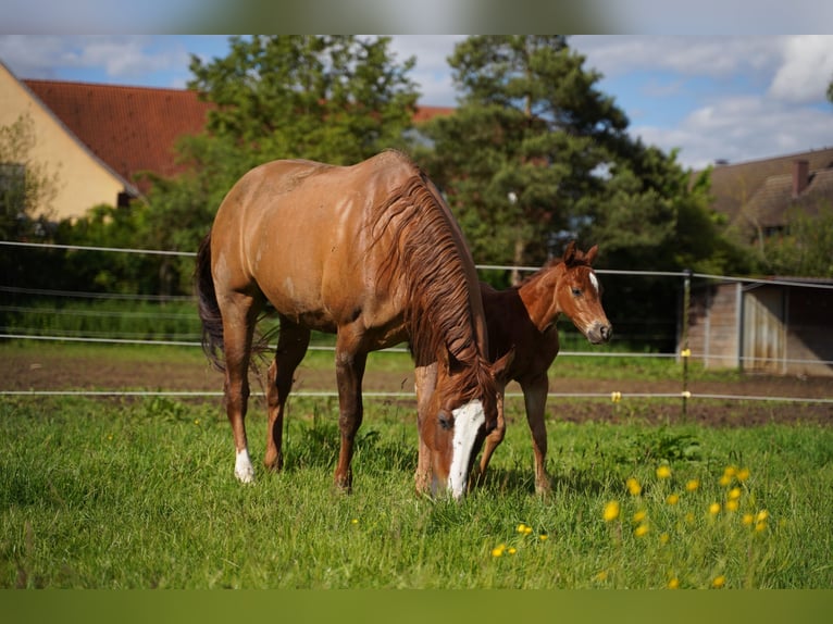 American Quarter Horse Mare Foal (05/2024) 14,1 hh Chestnut in Villingen-Schwenningen