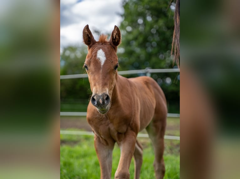 American Quarter Horse Mare Foal (05/2024) 14,1 hh Chestnut in Villingen-Schwenningen