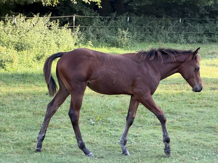 American Quarter Horse Mare Foal (04/2026) 14.2 hh Bay-Dark in Krakow am See