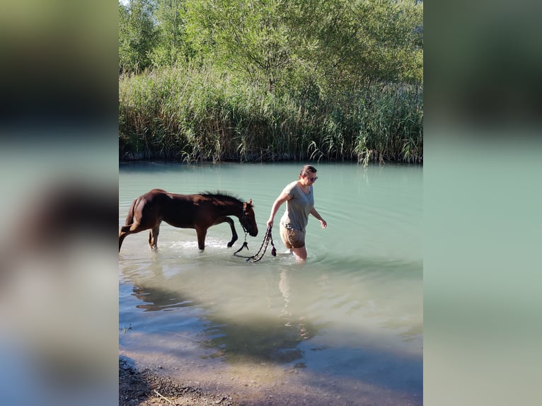 American Quarter Horse Mare Foal (05/2024) 14,2 hh Bay-Dark in Maurach